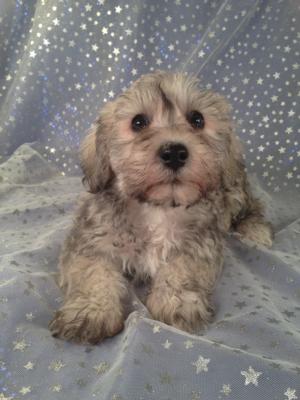 Female Schnoodle for sale in Iowa Just South of the Minnesota Border|Puppies are Ready Now!